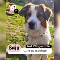 BAJU mit Herz und Charakter, Hund zur Adoption