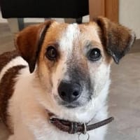 MIRKA sucht Zuneigung, Hündin zur Adoption