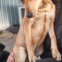 Süße Jazzy sucht ihre Familie, Hündin zur Adoption