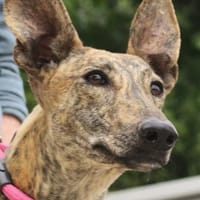 Guadalupe, verschmust, offen, freundlich, Hündin zur Adoption