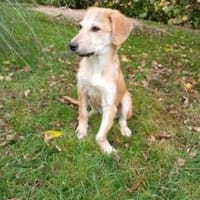 Emma 32 cm (Nov 25) Pfegestelle), Hündin zur Adoption