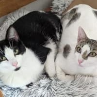 Charlie & Lucas suchen zusammen, Kater zur Adoption