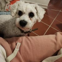 Bichon-Frise'-Mädchen PEANUT ❤, Hündin zur Adoption