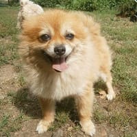 Sunny,Teddybär,sanft, Hund zur Adoption