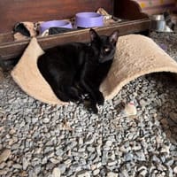 Maja aus dem Tierschutz Kreta, Katze zur Adoption