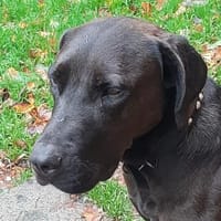 Santal - Lebensfreude pur, Hündin zur Adoption