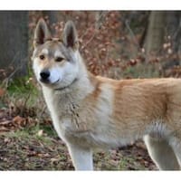 Solino  wartet in 56379 Oberwies, Hund zur Adoption