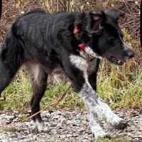 Pina auf der Suche nach Liebe / 82284, Hündin zur Adoption