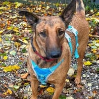 Süße Fifi sucht ihre Menschen, Hündin zur Adoption