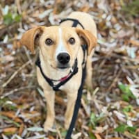 Hündin, Kiani, 50cm, 15kg auf PS Berlin, Hündin zur Adoption