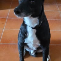 BLACK 💙💙💙 ruhig und anhänglich, Hund zur Adoption