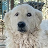 FIAMMETTA - bald auf PS in Sachsen, Hündin zur Adoption