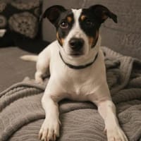 Tufia sucht ihr Sofaglück, Hund zur Adoption