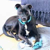 MOJO - superlieber Angsthase, Hund zur Adoption