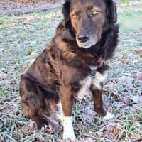 Liebe sanfte Isla sucht ein Zuhause, Hündin zur Adoption