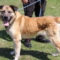 Sammi: Mischung aus Stärke und Sanftheit, Hund zur Adoption