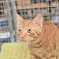 Doniello Charmeur auf Wohnungssuche, Kater zur Adoption