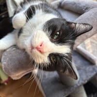 Lieber Kater Monty sucht Zuhause, Kater zur Adoption