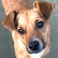 Elly - auf Pflegestelle in Hamburg, Hündin zur Adoption