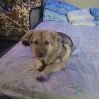 Bonny  Verspielte Junghündin mit Herz, Hündin zur Adoption