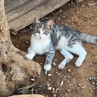 Soju aus dem Tierschutz, Katze zur Adoption