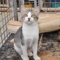 Clementine verschmustes Katzenmädchen, Katze zur Adoption