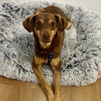 Bambi-freundlich,verspielt und agil, Hund zur Adoption