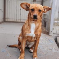 Herzensdame Bella sucht ihr Zuhause (E), Hündin zur Adoption