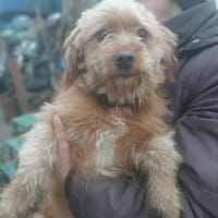 Gipsy hatte großes Glück !, Hündin zur Adoption