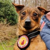 Kecks - unser kleiner Superheld, Hund zur Adoption