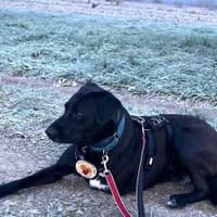 Verliebst du dich in Rajani?, Hündin zur Adoption