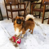 ❤Rocky...kleiner Prinz mit großem Herz, Hund zur Adoption