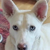 ❤Scilla...sucht immer noch..., Hündin zur Adoption