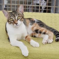 Lidara so bunt wie Herbstlaub, Katze zur Adoption