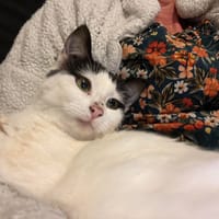 HOLLY, chatte à adopter