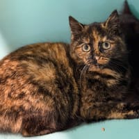 Kali CAB4943, chatte à adopter