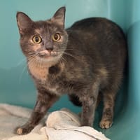 Tyah CAB4922, chatte à adopter