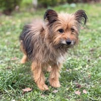 Noisette CAA14415, chienne à adopter