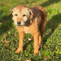 Pouna CAA14414, chienne à adopter