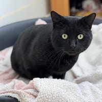 Barnabé CAB4935, chat à adopter