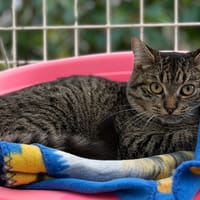 Léo CAB4929, chat à adopter