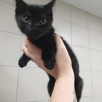 WEEN QCT, chatte à adopter