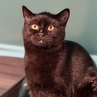 Ohana CAB4924, chatte à adopter