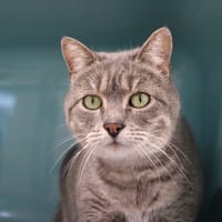 LILI, chatte à adopter