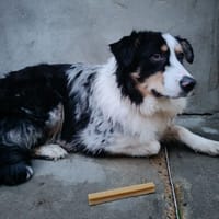 Aiko, chien à adopter