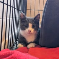 MISTIGRI, chat à adopter