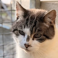 GRACE, chat à adopter