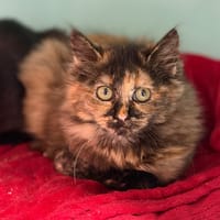 Némésis CAB4939, chatte à adopter