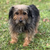 Skipy CAA14413, chienne à adopter