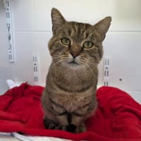 Hiro, chat à adopter